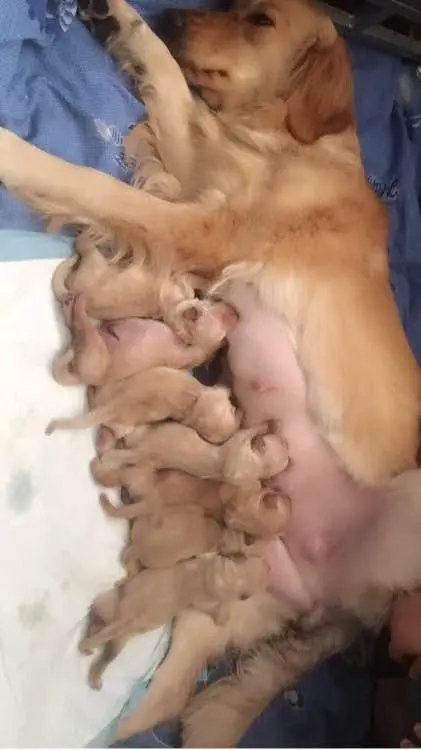 u=2779707740,1063243731&fm=253&fmt=auto&app=138&f=JPEG.webp u=2779707740,1063243731&fm=253&fmt=auto&app=138&f=JPEG.webp