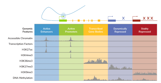 EpiCypher-染色质研究有望推进精准医疗 EpiCypher-染色质研究有望推进精准医疗