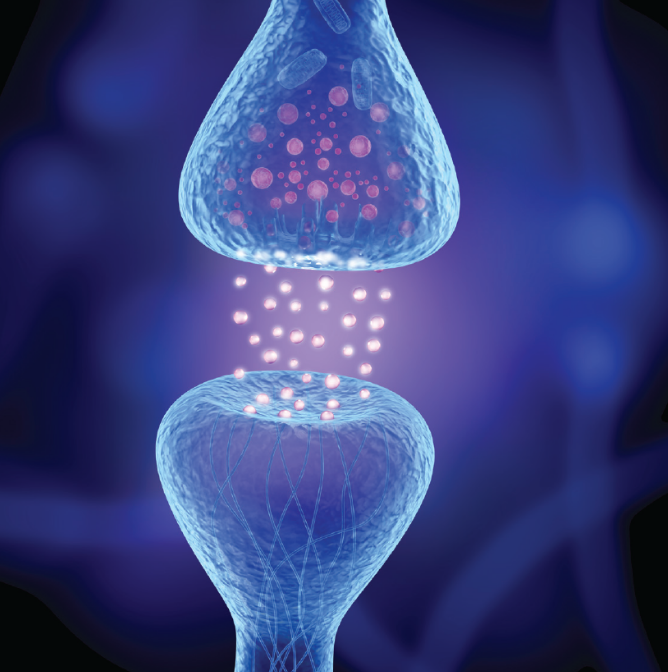 StressMarq Biosciences带你走进神经科学(一) StressMarq Biosciences带你走进神经科学(一)