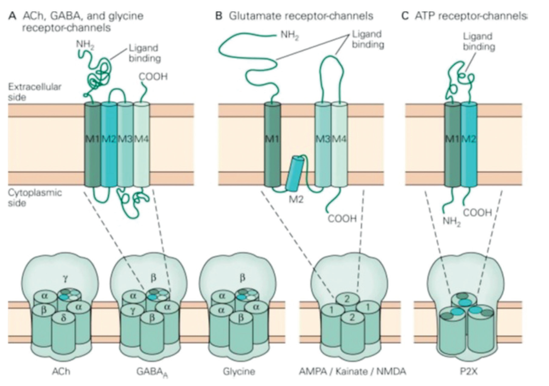 StressMarq Biosciences带你走进神经科学(一) StressMarq Biosciences带你走进神经科学(一)