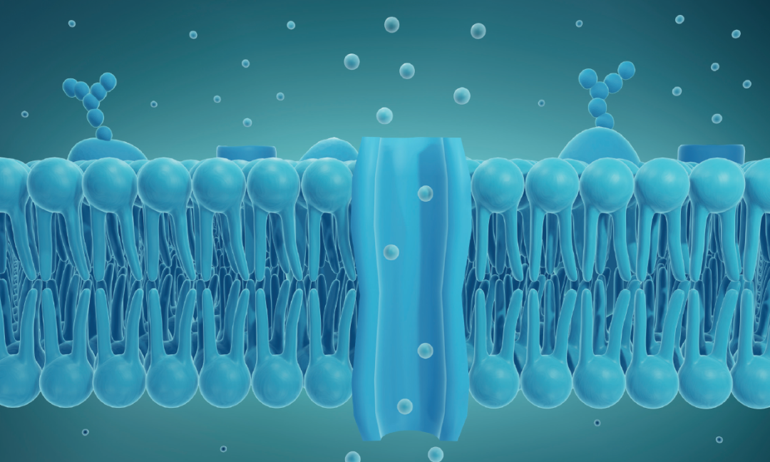 StressMarq Biosciences带你走进神经科学(一) StressMarq Biosciences带你走进神经科学(一)
