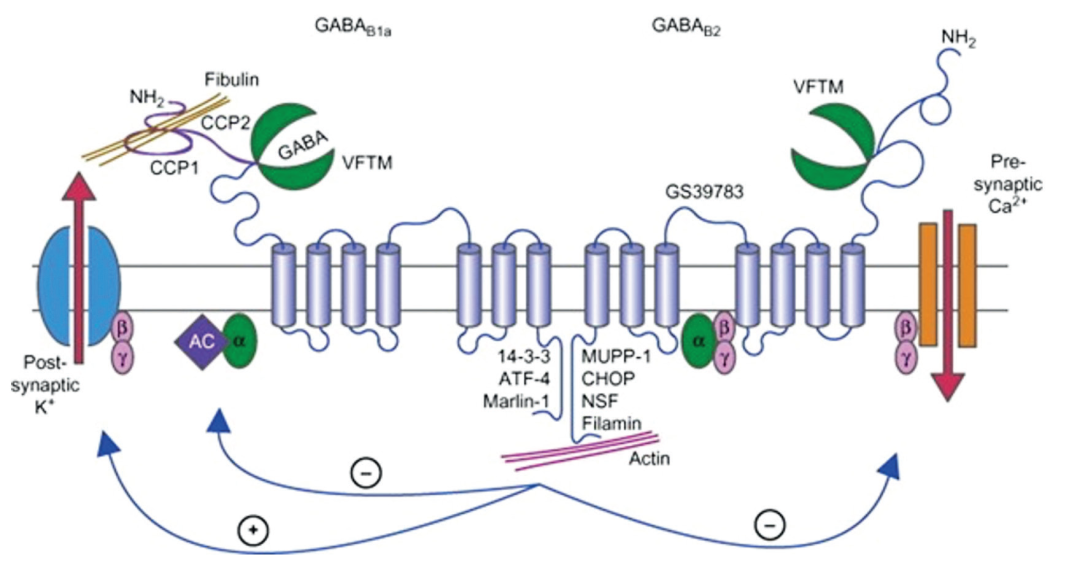 StressMarq Biosciences带你走进神经科学(一) StressMarq Biosciences带你走进神经科学(一)