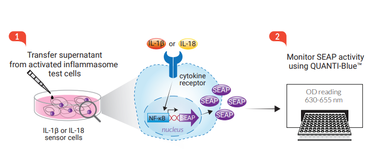 检测炎症小体的激活及监测方法 检测炎症小体的激活及监测方法