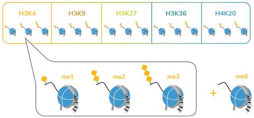 CUTANA™ CUT&RUN Assays ——实现超敏基因组定位 CUTANA™ CUT&RUN Assays ——实现超敏基因组定位