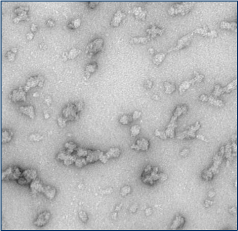 StressMarq的Alpha 突触核蛋白A53T 突变型PFF StressMarq的Alpha 突触核蛋白A53T 突变型PFF