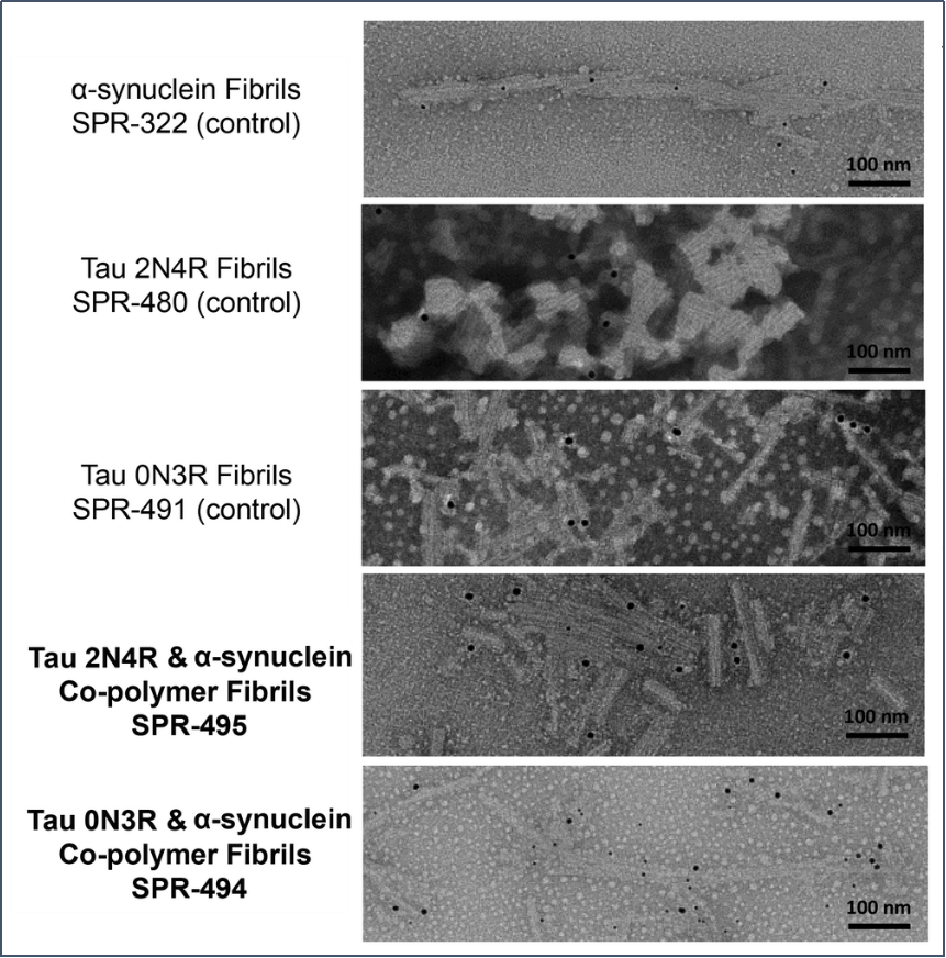 StressMarq的Alpha 突触核蛋白A53T 突变型PFF StressMarq的Alpha 突触核蛋白A53T 突变型PFF