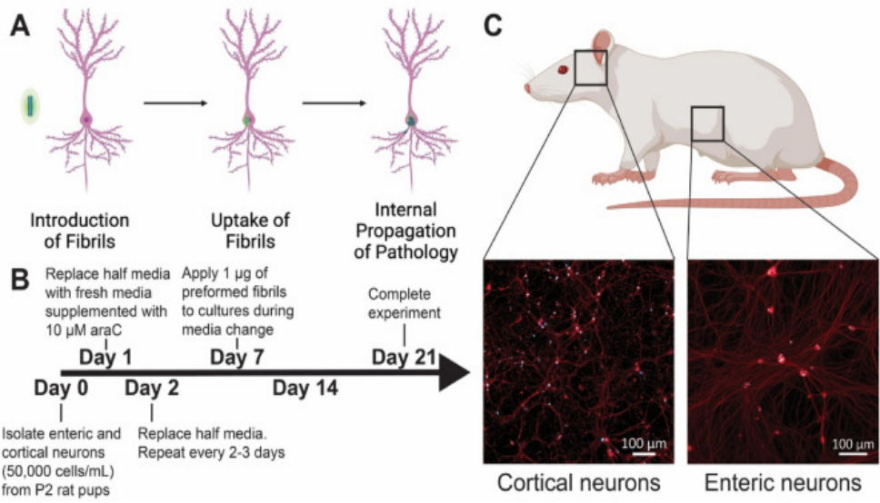 StressMarq的Alpha 突触核蛋白A53T 突变型PFF StressMarq的Alpha 突触核蛋白A53T 突变型PFF