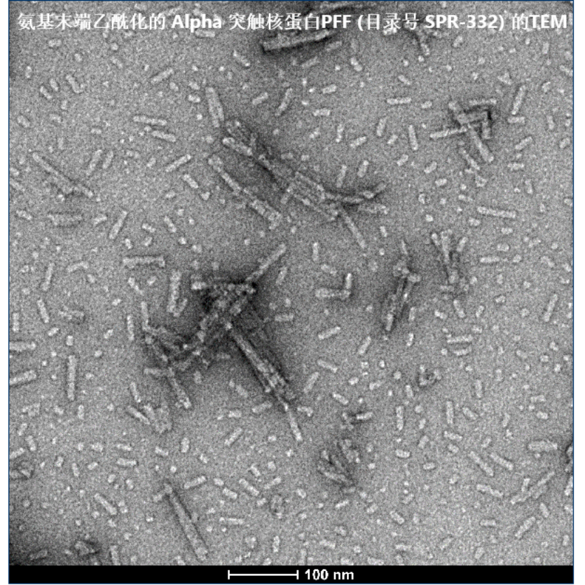 StressMarq的Alpha 突触核蛋白A53T 突变型PFF StressMarq的Alpha 突触核蛋白A53T 突变型PFF