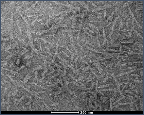 StressMarq的Alpha 突触核蛋白A53T 突变型PFF StressMarq的Alpha 突触核蛋白A53T 突变型PFF