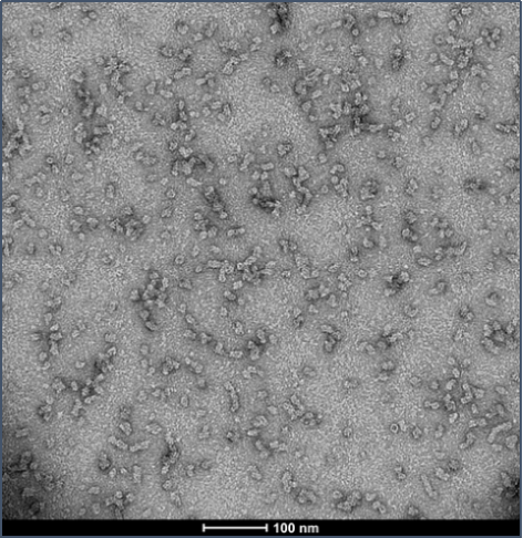 StressMarq的Alpha 突触核蛋白A53T 突变型PFF StressMarq的Alpha 突触核蛋白A53T 突变型PFF