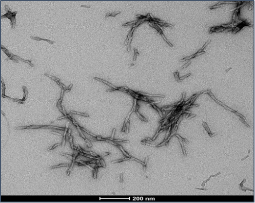 StressMarq的Alpha 突触核蛋白A53T 突变型PFF StressMarq的Alpha 突触核蛋白A53T 突变型PFF