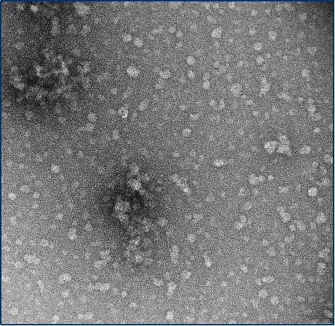 StressMarq的Alpha 突触核蛋白A53T 突变型PFF StressMarq的Alpha 突触核蛋白A53T 突变型PFF