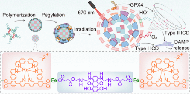 高分文献解读|利用金属-有机配位聚合物精准放大胞内氧化风暴增强抗癌免疫 高分文献解读|利用金属-有机配位聚合物精准放大胞内氧化风暴增强抗癌免疫