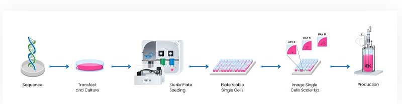 细胞系开发 细胞系开发