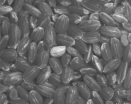 改善机器视觉照明以优化食品和饮料的检测效果 