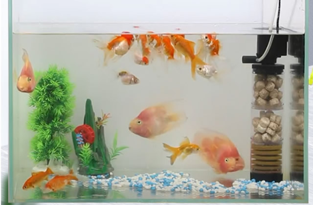 养鱼循环水泵的作用是什么 鱼缸氧循环水泵不泵气怎么办 