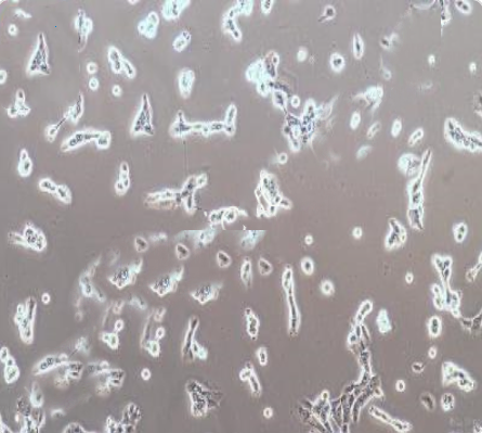 SK-MEL-1 人皮肤黑色素瘤细胞传代/复苏技巧 