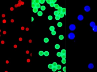 单分散聚苯乙烯磁性荧光微球PS磁珠的产品介绍 