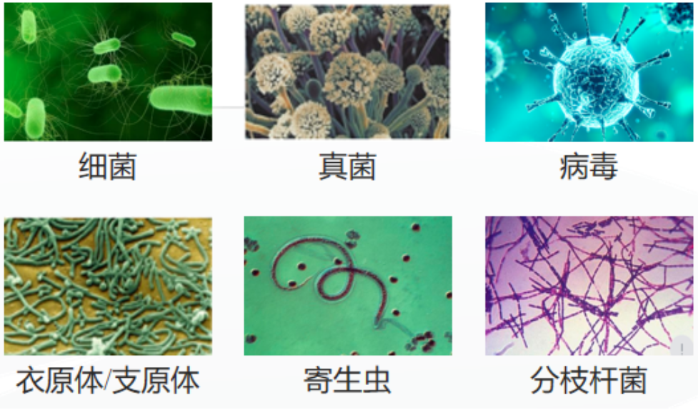 试用申请 | 解决病原微生物检测卡脖子问题，翌圣病原核酸提取重磅推新！ 