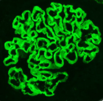 Probetex产品简介——上海起发 