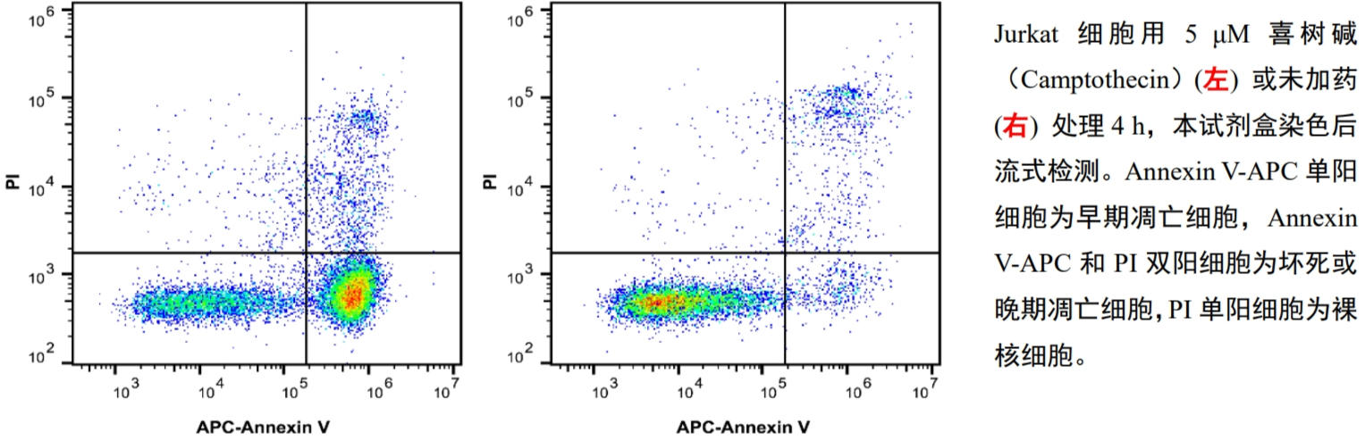 Elabscience Annexin V-APC/PI荧光双染细胞凋亡检测试剂盒产品介绍 