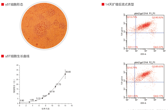 三一造血人γδT细胞高效扩增试剂盒（CT-004）现货供应 
