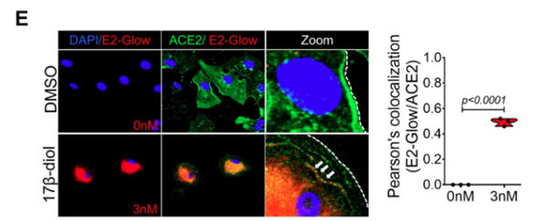 多实验室验证！Estradiol-Glow荧光雌激素，解决内分泌学难题 
