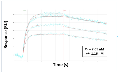 Aviva Systems Biology/ISGF3G抗体- N-terminal region （ARP31200_P050） 