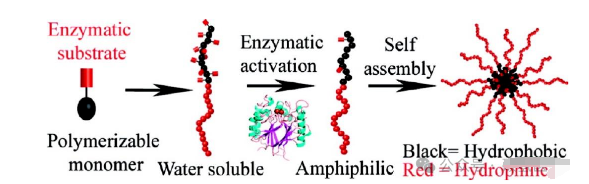 【Tanshtech】酶响应型聚合物胶束介绍和定制 