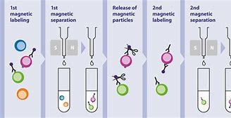 次分选流程.jpg 次分选流程.jpg